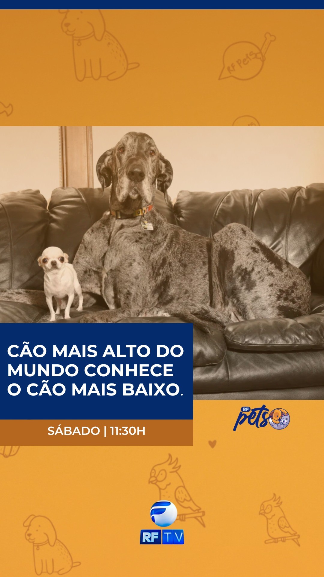 "Neste sábado, o RF Pets está imperdível!
Você vai conhecer o encontro de milhões: o cão mais alto do mundo com o cão mais baixo! Imagina só o que rolou nesse encontro? 🐶😲
E tem mais: um estudo internacional revela como os gatos podem melhorar a nossa saúde mental. 🐱🧠
Tudo isso e muito mais, neste sábado, a partir das 11h30 da manhã, com Roberta Galdino aqui na RFTV!
Não perde, hein?"