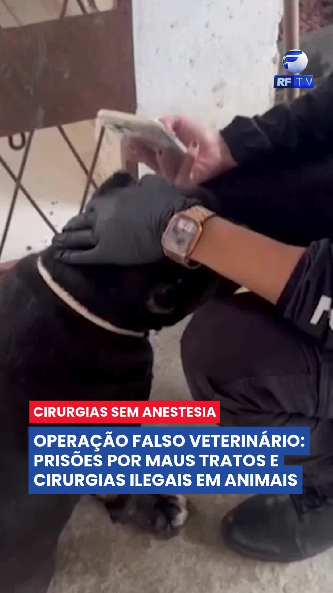 🚨 Operação “Falso Vet”: animais eram castrados vivos e em condições cruéis em Teresina
A Polícia Civil do Piauí prendeu dois suspeitos de realizar castrações clandestinas e dolorosas em animais, durante a Operação Falso Vet, em Teresina. Os falsos profissionais usavam relaxantes musculares no lugar de anestésicos, fazendo com que os animais permanecessem conscientes e sentindo dor durante os procedimentos.
As cirurgias eram feitas em locais improvisados, com materiais não esterilizados, e os animais eram imobilizados de forma cruel. Ao todo, 14 animais foram resgatados, dois deles em estado crítico.
Foram presos:
Maria Ligia, conhecida como protetora de animais
Denivaldo, funcionário do Centro de Zoonoses
Permanece foragido:
Alexandre Julia Fonseca Santos, policial militar do Maranhão e estudante de veterinária.
O caso está sendo acompanhado pelo CRMV-PI, que alerta para os riscos do exercício ilegal da medicina veterinária.
#RFTV #FalsoVet #MausTratos #CastraçãoIrregular #Teresina #PolíciaCivil