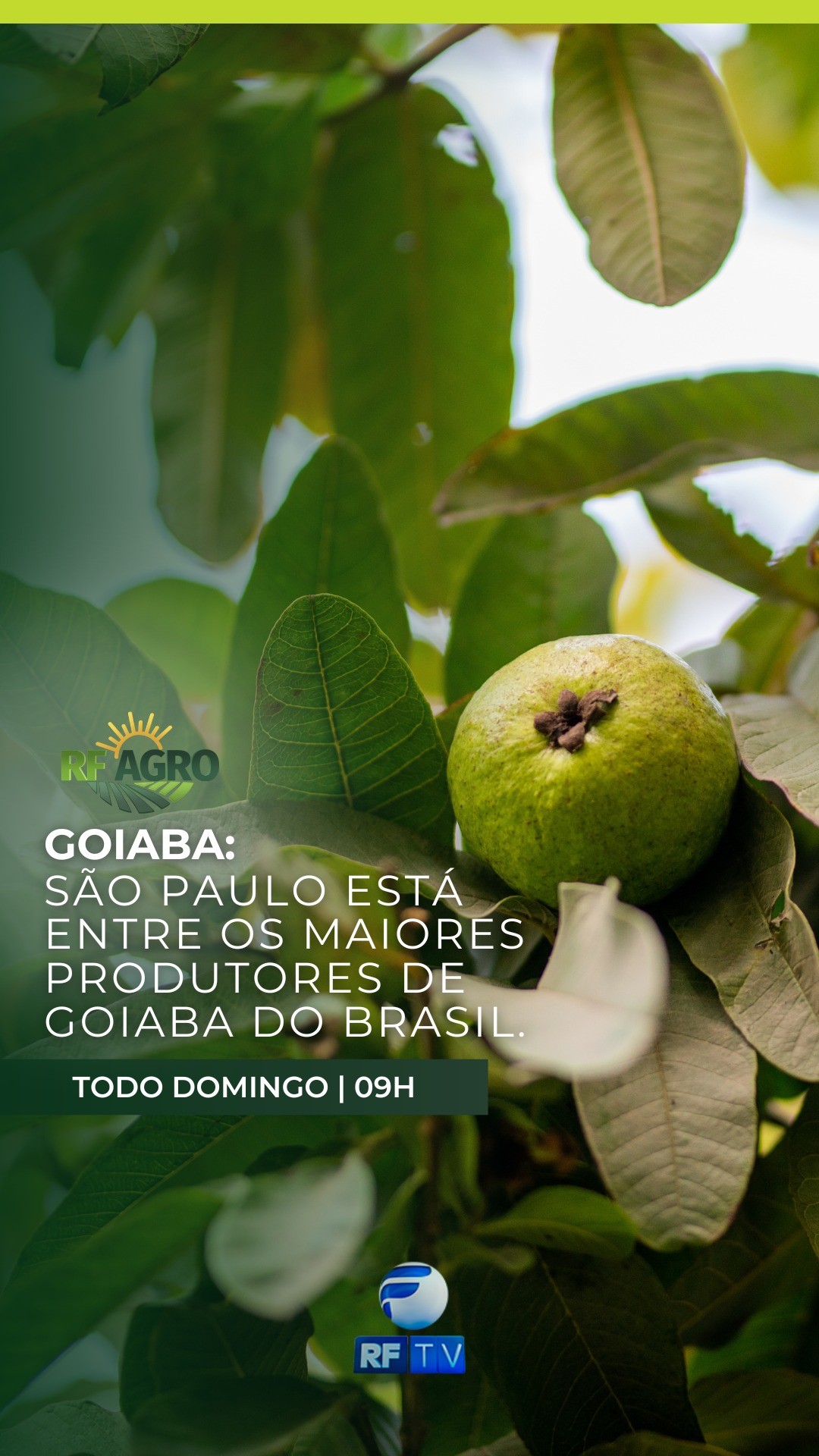 Neste domingo, às 09:00, no RF Agro, você vai conhecer de perto a produção de goiaba — e descobrir por que São Paulo está entre os maiores produtores do Brasil.
🌱🍈 Informação do campo direto pra sua tela.
Essas e outras notícias do campo, você confere neste domingo, às 09:00, no RF Agro!
Não perde!
#RFAgro #RFTV #AgroNotícia