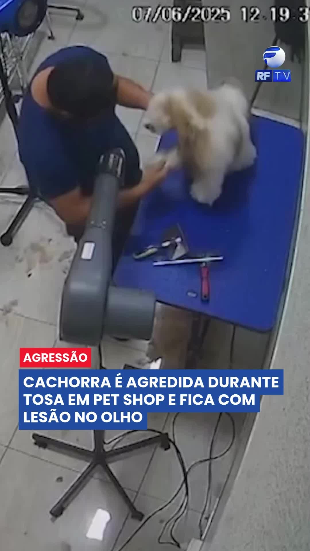 🚨 Maus-tratos em pet shop: cachorra é agredida durante tosa em Aparecida de Goiânia (GO)
Uma cachorrinha da raça Shih Tzu foi vítima de agressão durante um procedimento de banho e tosa em um pet shop da cidade.
📹 As imagens das câmeras de segurança mostram um funcionário freelancer agredindo o animal. O próprio dono do estabelecimento levou o vídeo à Polícia Civil, que agora investiga o caso.
Segundo o boletim de ocorrência, o profissional havia sido contratado temporariamente no sábado (7). Mais tarde, uma veterinária informou ao proprietário que a cachorra havia sofrido um trauma no olho direito. O funcionário alegou que o ferimento foi causado acidentalmente por uma rasqueadeira (escova usada na tosa).
#MausTratosNão #JustiçaParaOsAnimais #ShihTzu #PetShop #ProteçãoAnimal #DireitosDosAnimais