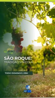No RF Agro deste domingo, você vai conhecer um programa aliado à tecnologia que oferece assistência veterinária e inseminação artificial gratuitas a pecuaristas.

E mais: o município de São Roque, no interior de São Paulo, mantém viva a tradição vinícola, com uma cobertura especial sobre a colheita e a cultura da uva.

Essas e outras notícias do campo você confere neste domingo, a partir das 9h, na tela da RFTV.

Onde assistir: RFTV – TV aberta canal 8.1, TVRO da Embratel (canal 120), YouTube e App RFTV Play.

#RFAgro #Agro #Agronegocio #SãoRoque #InteriorDeSP #Campo #Pecuaria #TecnologiaNoCampo #RFTV #NoticiasDoCampo