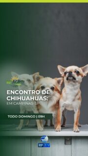 🐶 RF Pets neste sábado!

Você vai saber mais sobre o encontro de Chihuahuas que acontece em Campinas, no interior de São Paulo — uma oportunidade para conhecer as curiosidades da raça.
Especialistas comprovam que animais de estimação podem ser um suporte importante para a saúde mental das pessoas.

🐾 Muitas informações do mundo pet você confere neste sábado, às 11h30 da manhã, na tela da RFTV.

📲 Onde assistir:
RFTV – TV aberta (canal 8.1)
TVRO da Embratel (canal 120)
YouTube: @rftvoficial
App: RFTV Play

#RFPets #MundoPet #Chihuahua #SaúdeMental #RFTV