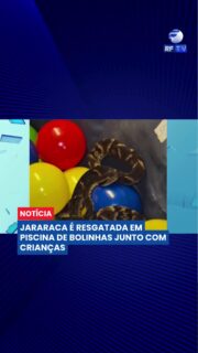 🐍 Susto em festa infantil na Grande SP

Uma cobra foi encontrada dentro de uma piscina de bolinhas em um restaurante em Suzano.

A jararaca, uma serpente peçonhenta, foi vista por convidados durante a festa infantil, gerando pânico no local.

Equipes de veterinários foram acionadas e realizaram o resgate do animal com segurança. Apesar do susto, ninguém ficou ferido.

#Suzano #Susto #Cobra #Jararaca #Notícia #GrandeSP