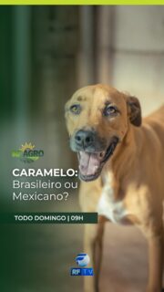 Afinal, o cachorro caramelo é brasileiro ou mexicano?

Você vai entender essa polêmica no RF Pets. No México, o cachorro caramelo virou raça nacional e a decisão gerou debate.

Vem conferir essa e outras notícias do mundo pet neste sábado, a partir das 11h30 da manhã, com informações e dicas para ajudar você a cuidar ainda melhor dos seus pets.

Neste sábado, às 11h30, aqui na tela da RFTV.

Onde assistir: RFTV – TV aberta canal 8.1, TVRO da Embratel (canal 120), YouTube e app RFTV Play.