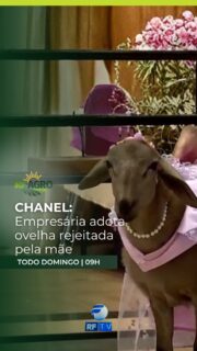 🐑💛 No RF Pets desta semana, você vai conhecer a história da Chanel, uma ovelha que foi rejeitada pela mãe e acabou se tornando o animal de estimação de uma empresária.

Chanel virou parte da rotina da tutora Milaine, recebendo alimentação balanceada, muito carinho e até troca de fraldas.

Essas e outras curiosidades do mundo pet você confere neste sábado, às 11h30 da manhã, na tela da RFTV.

Onde assistir : RFTV – TV aberta canal 8.1, TVRO da Embratel (canal 120), YouTube e App RFTV Play.