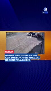 🐔 Galinha sobrevive a vendaval e cena impressiona na China

Uma galinha escapou ilesa após ser atingida por uma placa de metal durante um forte vendaval na China. Imagens registraram o momento em que a ave é surpreendida pela força do vento, que arrastou objetos e causou destruição no local.

Apesar do impacto e do susto, o animal se levanta e sai andando normalmente, como se nada tivesse acontecido. A cena chamou atenção nas redes sociais pela resistência inusitada da galinha.

#China #Vendaval #Curiosidade #Galinha #Viral #Impressionante #RedesSociais #Mundo #Notícia #VídeoViral