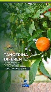 🌱 O agro não para de inovar!

No RF Agro deste domingo, você vai conhecer uma variedade diferente de tangerina que vem conquistando espaço no agronegócio do interior paulista e despertando o interesse dos produtores rurais.

Além dessa novidade, o programa traz as principais notícias do campo, tecnologia, produção rural e tudo o que movimenta o agro brasileiro.

Juliana de Paula te espera neste domingo, às 9h da manhã, na tela da RFTV.

Onde assistir : RFTV – TV aberta canal 8.1, TVRO da Embratel (canal 120), YouTube e App RFTV Play.