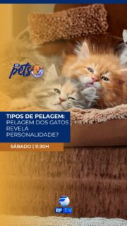 🐾 Prepare o coração para uma dose extra de fofura! 🐱💕
Neste sábado, às 11h30 da manhã, o RF Pets traz muitas curiosidades e informações do universo pet na tela da RFTV.
Gato laranja, branco, preto, tricolor… cada pelagem tem um charme especial, mas será que as cores também revelam traços da personalidade dos felinos? 😻✨
Você vai descobrir tudo isso em um programa recheado de carinho, curiosidades e momentos apaixonantes para quem ama pets.
Não perca! É neste sábado, às 11h30 da manhã, na tela da RFTV! 🐶🐾
Onde assistir : RFTV – TV aberta canal 8.1, TVRO da Embratel (canal 120), YouTube e App RFTV Play.
#RFPets #MundoPet #Gatos #CuriosidadesPet #ApaixonadosPorPets #Fofo #Pets #RFTV #Gatinhos