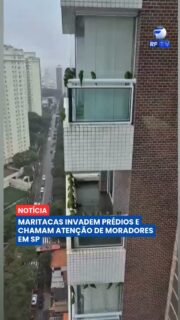 Centenas de maritacas têm chamado a atenção de moradores da região do Tatuapé, na zona leste de São Paulo. Todos os dias, principalmente no início da manhã e no fim da tarde, as aves ocupam fachadas e sacadas de prédios, criando um verdadeiro espetáculo da natureza.
Enquanto muitas pessoas apreciam a presença dos animais, o barulho e a sujeira gerados pelo grande número de aves também têm causado incômodo para parte dos moradores. Segundo especialistas, as maritacas encontram nesses locais abrigo, alimento e até superfícies adequadas para desgastar o bico, essencial para sua alimentação.
O fenômeno reforça como a fauna silvestre tem se adaptado aos ambientes urbanos. A orientação é evitar alimentar os animais e preservar uma convivência respeitosa com a vida silvestre.
#SãoPaulo #Maritacas #Natureza #Fauna #MeioAmbiente #Animais #Curiosidade #Brasil #Notícias