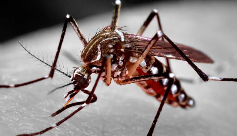 Você toma todos os cuidados para evitar criadouros do mosquito Aedes aegypti?