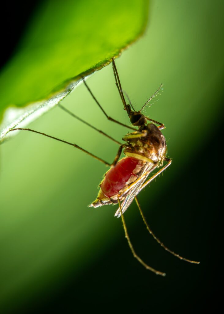 Você já teve dengue?