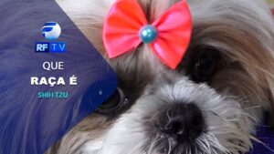 Conheça o Shih tzu, uma raça de cachorros que tem uma personalidade marcante