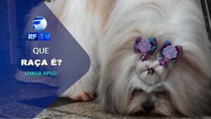 Que raça é? Conheça os Lhasa Apsos, uma raça dócil e muito companheira