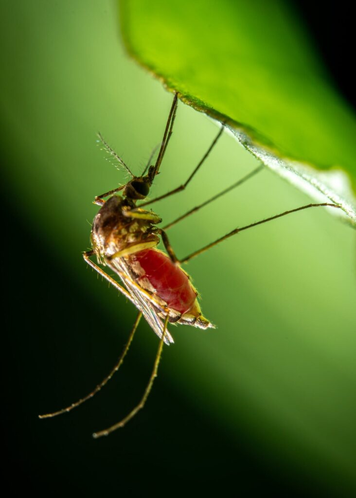 Faixa etária de vacina contra a dengue é ampliada