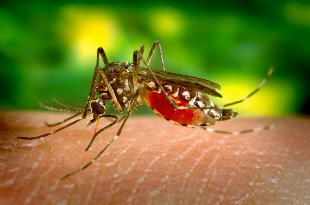 Você já teve dengue?