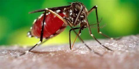 Você já contraiu dengue?