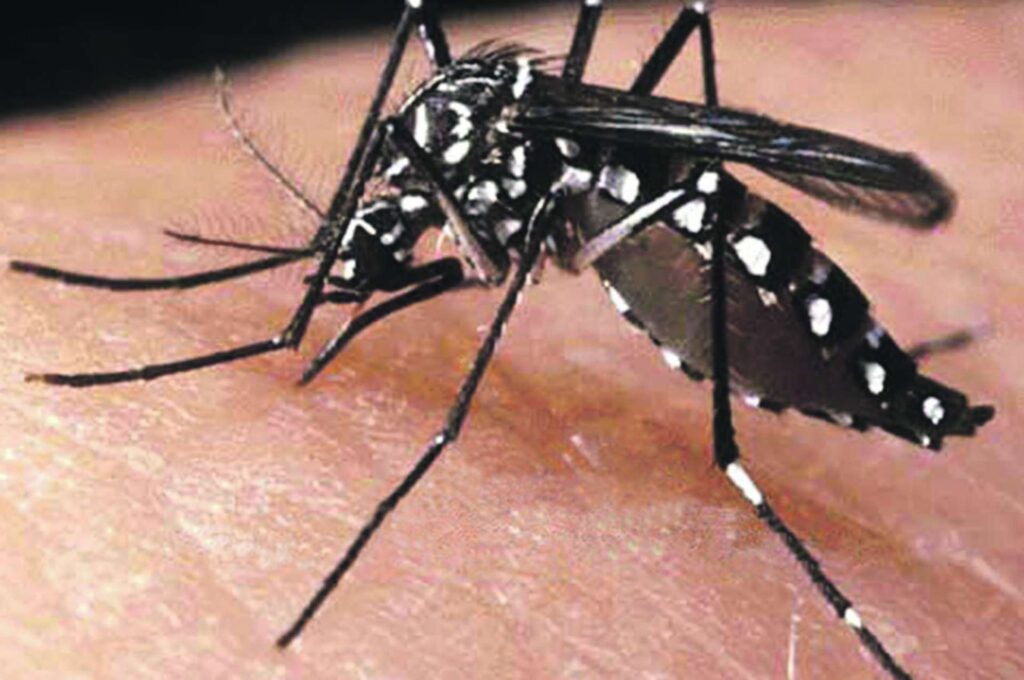Você já levou seu filho para tomar a vacina contra a dengue?