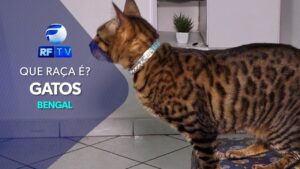 QUE RAÇA É? CONHEÇA AS CURIOSIDADES DA RAÇA DE GATOS BENGAL