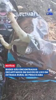 Quatro bodes foram encontrados mortos, decapitados e colocados dentro de sacos de lixo às margens de uma estrada no bairro Estância Água Bonita, na zona rural de Piracicaba. O caso foi denunciado ao Departamento de Bem-Estar Animal e registrado na Delegacia de Proteção Animal.

Segundo a Prefeitura, as carcaças foram recolhidas para a destinação adequada. A vereadora que acompanhou a ocorrência informou que não há elementos que indiquem relação com práticas religiosas e reforçou que qualquer abate e descarte de animais deve seguir a legislação ambiental e sanitária.

A Polícia Civil vai investigar as circunstâncias do caso para identificar os responsáveis. A Prefeitura orienta que denúncias de maus-tratos ou descarte irregular de animais sejam comunicadas aos órgãos competentes.

#Piracicaba #MausTratos #CrimeAmbiental #Polícia #Investigação #BemEstarAnimal #SãoPaulo #Notícias #Urgente