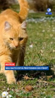 Seu gato está protegido do frio?
Com a chegada das baixas temperaturas, é fundamental garantir o bem-estar dos nossos felinos. Gatos possuem temperatura corporal mais elevada e gastam mais energia para se aquecer. Filhotes, idosos, doentes ou raças com pouca pelagem são os mais sensíveis. Aprenda a identificar os sinais de frio e confira dicas essenciais para proteger seu pet: evite correntes de ar, ofereça mantas e caminhas confortáveis, e garanta uma boa alimentação. O carinho e a atenção do tutor são cruciais para prevenir problemas respiratórios e garantir o conforto do seu amigo de quatro patas.
#Gatos #Frio #CuidadosComGatos #PetLovers #BemEstarAnimal