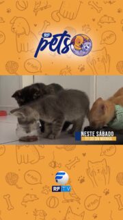 A nova edição do programa RF Pets traz matérias focadas no bem-estar animal e na conscientização sobre a causa pet. A atração destaca uma celebração especial pelo Dia do Gato, com curiosidades e orientações para testar o nível de conhecimento dos tutores sobre o universo dos felinos. O episódio também aborda a importância da adoção responsável e traz a história do cão Paçoca, mascote do Ceprocamp em Campinas. O programa vai ao ar neste sábado, às 11h30, na RFTV.
#RFPets #RFTV #MundoAnimal #DiaDoGato #AdocaoResponsavel #GatosDoInstagram #PetLovers #CausasAnimais