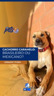 Patrimônio brasileiro ou mexicano?
No RF Pets deste sábado a partir das 11:30h, vamos falar sobre o famoso cachorro caramelo, um verdadeiro símbolo popular que conquistou o coração dos brasileiros. Mas será que essa fama é exclusividade do Brasil?
Descubra curiosidades e histórias sobre o vira-lata mais querido do país em mais uma edição do RF Pets!
Onde assistir:
• RFTV – TV aberta canal 8.1
• TVRO Embratel – canal 120
• YouTube RFTV
• App RFTV Play
#RFPets #CachorroCaramelo #Pet