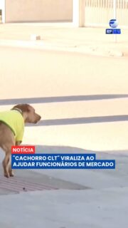 O cachorro caramelo Antônio conquistou funcionários, clientes e a internet ao se tornar presença diária em um mercado de São José, em Santa Catarina. Conhecido como o "cachorro CLT", ele acompanha a rotina da equipe do início ao fim do expediente e até ganhou o título simbólico de "funcionário do mês".
As travessuras registradas pelas câmeras de segurança viralizaram nas redes sociais. Nos vídeos, Antônio aparece acompanhando os funcionários, interagindo com os clientes e até "ajudando" nas atividades do mercado. Hoje, muitas pessoas visitam o local só para conhecer o caramelo de perto.
Antes de ser acolhido pelo estabelecimento, Antônio vivia nas ruas. Agora, além de receber carinho e cuidados, ele se tornou um dos maiores símbolos do mercado e um verdadeiro fenômeno nas redes sociais.
#Caramelo #Pets #BoasNotícias #SantaCatarina #Animais #Brasil #Cotidiano #Notícias