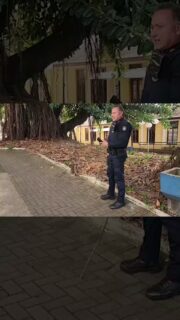 Uma capivara causou movimentação no centro de Limeira na tarde desta quinta-feira ao circular por vias de grande movimento. Para conter riscos no tráfego e assegurar a integridade dos pedestres e do próprio animal, a Guarda Civil Municipal agiu prontamente, isolando a área e direcionando o mamífero até um local fechado.
A contenção primária ocorreu em um estacionamento na Rua Tiradentes. Em seguida, o Pelotão Ambiental da GCM e o Corpo de Bombeiros efetuaram o resgate completo sem registro de ferimentos. O animal foi encaminhado aos cuidados das autoridades ambientais, que farão a avaliação de saúde antes da devolução ao seu habitat natural.
#Limeira #Noticias #GCM #MeioAmbiente #ResgateAnimal #FaunaSilvestre #SegurancaPublica