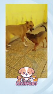 Hoje é dia de celebrar aqueles que transformam a rotina com carinho, companhia e muita alegria: os cachorros.

Nesta quarta-feira, 26 de agosto, é comemorado o Dia Mundial do Cachorro, uma data que também reforça a importância da adoção responsável, do bem-estar e dos cuidados com os animais.

E para comemorar, o PetZap, do RF Pet, reúne alguns dos cachorros enviados pelos nossos telespectadores.

Cada um tem seu jeito, sua personalidade e uma história especial. Afinal, quem tem um cachorro sabe: eles não são apenas animais de estimação, são parte da família.

Qual desses cachorros conquistou seu coração?

#RFTV #PortalVeloz #DiaMundialDoCachorro #RFPet #PetZap #Noticias
