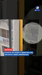 🐶 Moradores de um condomínio na zona oeste de São Paulo denunciaram possíveis maus-tratos contra Zoe, um filhote de husky siberiano de apenas três meses.
Segundo os vizinhos, o cachorro seria mantido na sacada do apartamento durante o dia e a noite, exposto ao calor e ao frio. Registros feitos pelos moradores mostram o animal na varanda em diferentes momentos.
As tutoras negam os maus-tratos e afirmam que o filhote foi colocado na sacada por segurança, depois de morder fios elétricos dentro do apartamento. O síndico informou que notificou as responsáveis, e moradores procuraram a delegacia para registrar boletins de ocorrência.
👉 Acompanhe a RFTV para mais informações sobre o caso e os próximos passos das autoridades.
#RFTV #PortalVeloz #SãoPaulo #MausTratos #ProteçãoAnimal #BemEstarAnimal