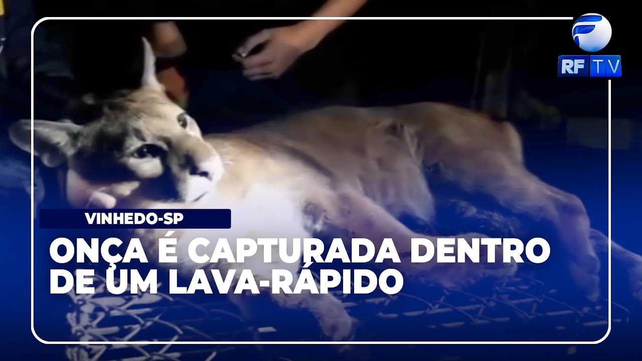 Alerta Total – Onça é capturada dentro de um lava-rápido no centro de Vinhedo