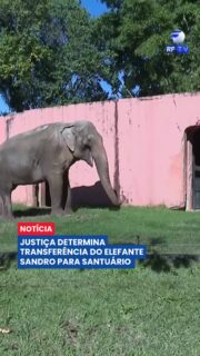 A Justiça determinou a transferência do elefante Sandro para um santuário especializado em acolhimento de animais de grande porte.
A decisão ocorre após debates envolvendo as condições de vida do animal e pedidos de entidades ligadas à proteção animal. O caso vinha sendo acompanhado por ativistas e autoridades.
Agora, os responsáveis deverão cumprir as determinações judiciais para garantir a mudança do elefante ao novo local, onde receberá cuidados específicos para a espécie.
#ElefanteSandro #Justiça #ProteçãoAnimal #Animais #Fauna #Brasil #Notícias #Urgente #DireitosDosAnimais