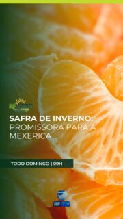 O campo não para! Neste domingo, a partir das 09:00h, o RF Agro traz as novidades que impulsionam o agronegócio. Acompanhe a expectativa de uma safra de inverno promissora para a mexerica e descubra um projeto educacional inspirador em Limeira, que conecta crianças ao cultivo da terra. Conheça também o "Morango Fênix", uma inovação tecnológica que garante mais resistência e empregos no campo.
Fique por dentro do que há de mais relevante no setor em mais uma edição do RF Agro!
Onde assistir:
• RFTV – TV aberta canal 8.1
• TVRO Embratel – canal 120
• YouTube RFTV
• App RFTV Play
#RFAgro #Agronegocio #SafraDeInverno #MorangoFenix #EducacaoNoCampo