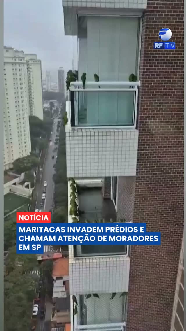 Centenas de maritacas têm chamado a atenção de moradores da região do Tatuapé, na zona leste de São Paulo. Todos os dias, principalmente no início da manhã e no fim da tarde, as aves ocupam fachadas e sacadas de prédios, criando um verdadeiro espetáculo da natureza.

Enquanto muitas pessoas apreciam a presença dos animais, o barulho e a sujeira gerados pelo grande número de aves também têm causado incômodo para parte dos moradores. Segundo especialistas, as maritacas encontram nesses locais abrigo, alimento e até superfícies adequadas para desgastar o bico, essencial para sua alimentação.

O fenômeno reforça como a fauna silvestre tem se adaptado aos ambientes urbanos. A orientação é evitar alimentar os animais e preservar uma convivência respeitosa com a vida silvestre.

#SãoPaulo #Maritacas #Natureza #Fauna #MeioAmbiente #Animais #Curiosidade #Brasil #Notícias