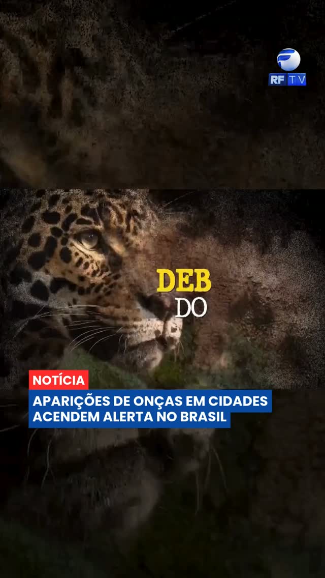 O número de aparições de onças em áreas urbanas tem aumentado em diferentes regiões do Brasil. Especialistas apontam que o avanço das cidades sobre áreas de mata e a redução dos habitats naturais estão entre os principais fatores que aproximam esses animais das áreas habitadas.

Nos últimos meses, diversos flagrantes registraram onças circulando por ruas, condomínios e até quintais de residências. Na maioria dos casos, os animais estão em busca de alimento ou tentam atravessar áreas que antes faziam parte de seus corredores naturais.

Ambientalistas alertam que a convivência segura depende tanto da preservação dos ecossistemas quanto da orientação da população. Ao encontrar um animal silvestre, a recomendação é manter distância e acionar imediatamente os órgãos ambientais.

#Onça #MeioAmbiente #Fauna #Natureza #Sustentabilidade #Brasil #Notícias #Urgente #Animais