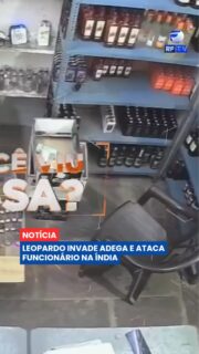 Clientes e funcionários viveram momentos de tensão após um leopardo invadir uma adega na Índia 🐆

Câmeras de segurança registraram o momento em que o animal surpreende um funcionário do lado de fora do estabelecimento e entra na loja. Durante a tentativa de escapar, o trabalhador corre entre as prateleiras enquanto garrafas caem no chão e o ataque provoca pânico no local.

Equipes especializadas isolaram a área e realizaram uma operação de cerca de cinco horas para capturar o leopardo. Após ser sedado, o animal foi encaminhado para avaliação veterinária antes de ser devolvido ao habitat natural. Apesar do susto, ninguém ficou gravemente ferido.

Na sua opinião, o avanço das cidades sobre áreas naturais aumenta a frequência de encontros como esse? 💬

#RFTV #PortalVeloz #India #AnimaisSilvestres #Noticias #Brasil