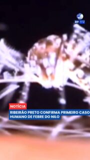 🦟 Ribeirão Preto confirmou um caso humano de febre do Nilo Ocidental, doença transmitida principalmente pela picada de mosquitos do gênero Culex. 

O caso envolve uma mulher de 34 anos, moradora da cidade, que tinha histórico recente de viagem à região amazônica. Segundo as autoridades de saúde, a paciente evoluiu para cura. 

Este é um dos dois primeiros casos humanos da doença confirmados no estado de São Paulo. O outro foi registrado em São José do Rio Preto, envolvendo uma adolescente de 18 anos que permanece internada. 

Os dois casos foram confirmados por exames realizados pelo Instituto Adolfo Lutz, e as equipes de vigilância epidemiológica ainda investigam os locais prováveis de infecção. 

#RFTV #PortalVeloz #RibeiraoPreto #Saude #Noticias #Brasil