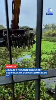 Uma cena inesperada chamou a atenção das equipes que trabalhavam na limpeza de um rio em Tubarão, Santa Catarina 🐊
Durante a remoção de materiais do local, um jacaré foi encontrado completamente imóvel sobre a pá de uma escavadeira. Os funcionários interromperam o trabalho e retiraram o animal com cuidado, colocando-o em segurança no chão.
Segundo a Prefeitura, o jacaré logo se levantou e voltou a se movimentar normalmente, seguindo em direção à natureza. O episódio surpreendeu as equipes e acabou virando uma cena curiosa durante a operação de limpeza.
Você já imaginou encontrar um jacaré em uma situação dessas? 💬
#RFTV #PortalVeloz #Tubarão #Animais #Noticias #Brasil