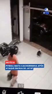 🐾 Uma cachorrinha morreu após ser atacada por um pitbull na frente da casa da tutora, em Jataí, Goiás.

Câmeras de segurança registraram o momento em que Neusa lavava a garagem com o portão aberto e estava acompanhada das cachorras. O pitbull se aproximou e atacou Frida. O marido e a neta de Neusa tentaram intervir, mas a cachorrinha não resistiu aos ferimentos.

Frida tinha 11 anos e estava com Neusa desde os 45 dias de vida. A tutora afirma que o pitbull já havia atacado outros animais na mesma região.

Após o caso, Neusa procurou a Polícia Civil e denunciou o ataque. Segundo a reportagem, o responsável pelo animal pode responder por omissão de cautela na guarda ou condução de animais. A tutora também relata ter sido intimidada após registrar a ocorrência.

#RFTV #PortalVeloz #Jatai #ProtecaoAnimal #Noticias #Brasil
